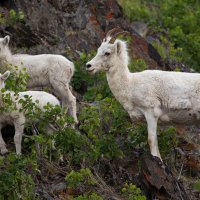 Dall Sheep Ewe And Two Lambs