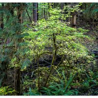Along The Queets