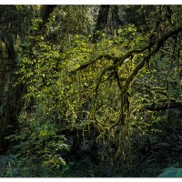 A Shaft of Light