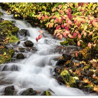 A Small Scene at Wahkeena Falls