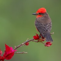 Vermillion Flycatcher-4602-Edit