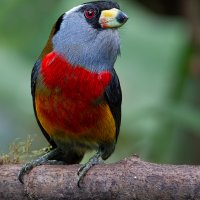 Toucan Barbet Two