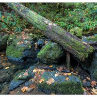 Redwoods Nature Trail