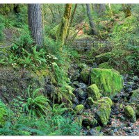 Redwood Nature Trail