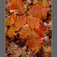 Red Oak Changing 1911