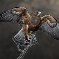 Swainson's Hawk-0009-Edit