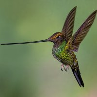 Sword-billed Hummingbird