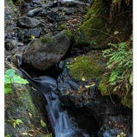 Unnamed Coastal Forest Falls