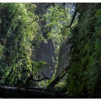 Fern Canyon