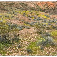 Red Rocks Blooms