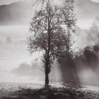 Morning light