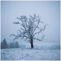 Lone tree in winter