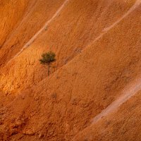 Alone In The Canyon