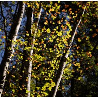 Autumn Leaves