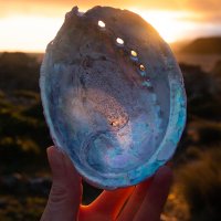 Abalone Shell