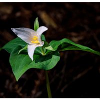 Trailside Trillium