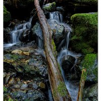 Redwoods Nature Trail