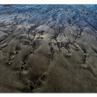 Scenes from a Low Tide