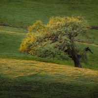 Longing For The Limelight