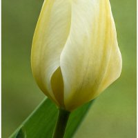 Tulip Stack2