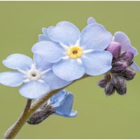 Focus Stack1