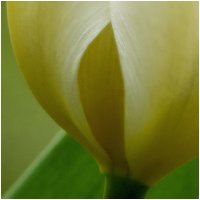 Tulip Stack Detail
