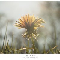 Dandelion