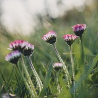 Daisies II