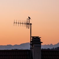 Singing from the rooftop