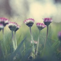 Daisies 2