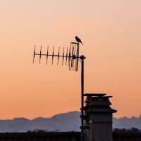 Singing on the roof