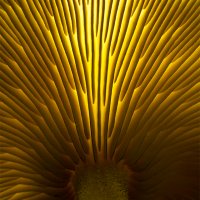 Mushroom Gills