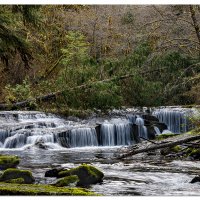 Fallen Tree Falls