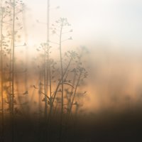 In The Undergrowth