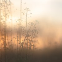 In the field at dawn