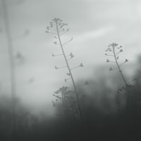 Out of the mist