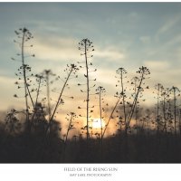 Field Of The Rising Sun