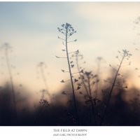The Field At Dawn