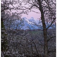 Le Printemps Dans Les Alpes