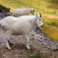 1331 The Mountain Goat_850.jpg