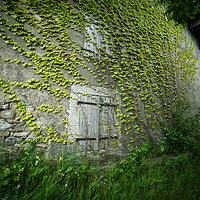 The Door in the Ivy