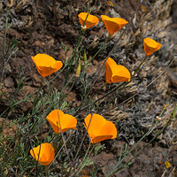 Fibonacci Bouquet.jpg