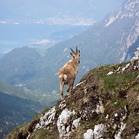 Ibex in Chablais