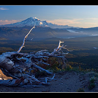 Rainier-trees_Pano.jpg