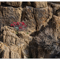 Paintbrush in the Hills