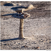 Bisti Toadstool