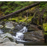 Paradise Creek Rapids