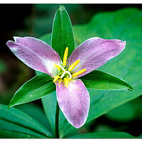 Damnation Creek Trillium