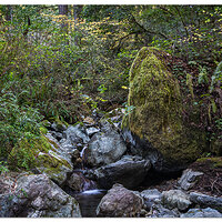 Redwood Nature Trail