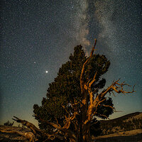 Botanical Antenna.jpg